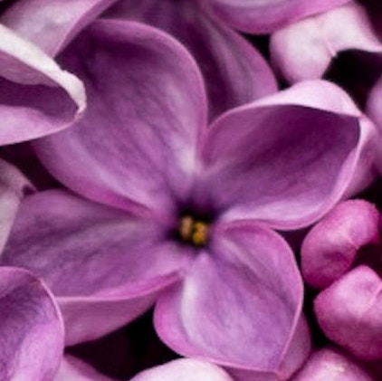 Lilac Theme
